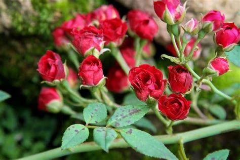 The Gifti ® Red Miniature Rose, Button Rose Plant Mini rose, Rosa ...