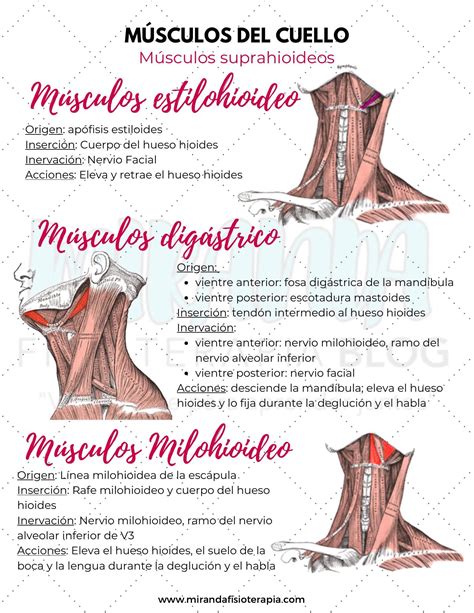 Músculos del cuello: suprahioideos e infrahioideos | uDocz | Anatomia ...