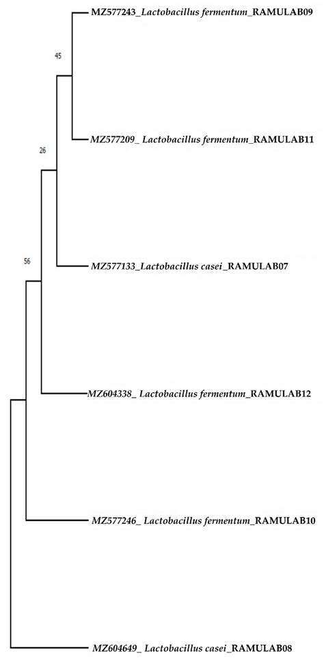 Probiotic Potential Lacticaseibacillus casei and Limosilactobacillus ...