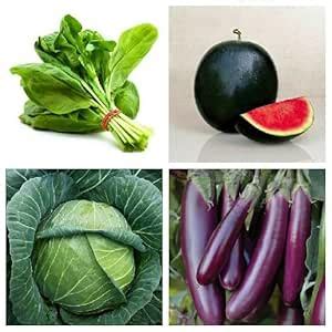 SimXotic Seeds Combo of Spinach Green, Cabbage, Brinjal Purple Long ...