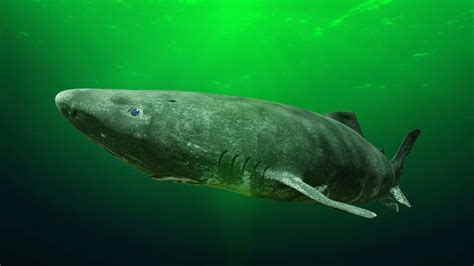 10 Deep Sea Sharks Rarely Seen By Humans - A-Z Animals