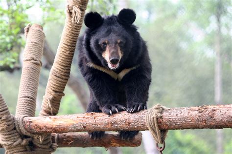 Southern Asia Animals: Discover Unique Wildlife