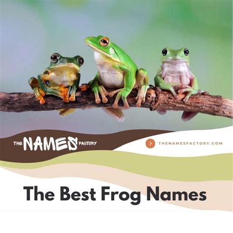 225+ Best Frog Names [Unique, Creative, Cute, Funny & More]