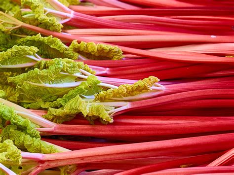 Rhubarb recipes: From crumble to posset | The Independent