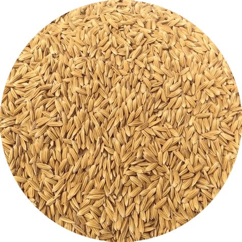 NSC PADDY JYOTHI TRUTHFULLY LABELLED SEEDS-10 KG