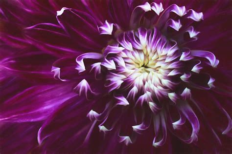 5 Macro Flower Photography Tips