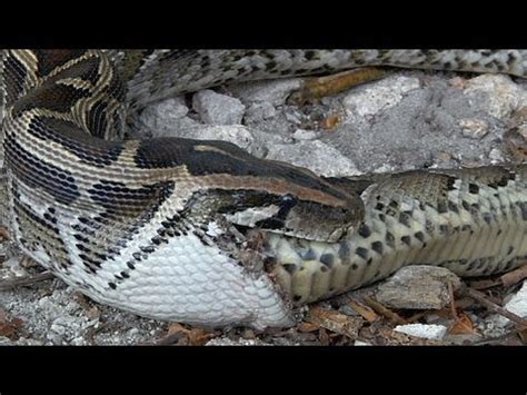 Image result for Rattlesnack vs Python