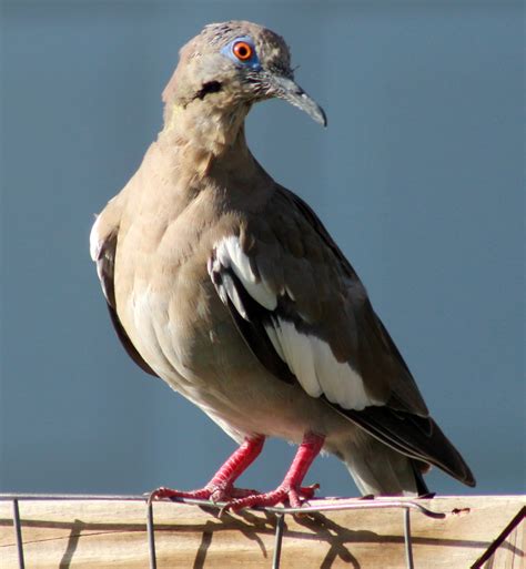 Texas dove hunting holiday: 2014 season begins on Labor Day