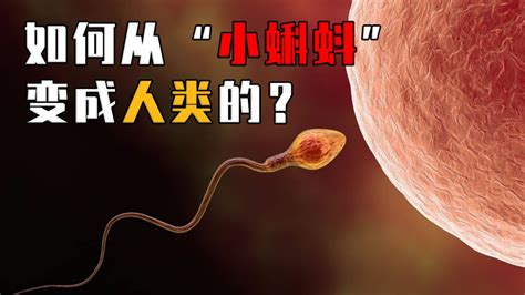 从精子变成婴儿，要经历哪些过程？人类的诞生到底有多神奇？