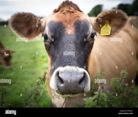 Images Of Cows Faces HandCraftedLife
