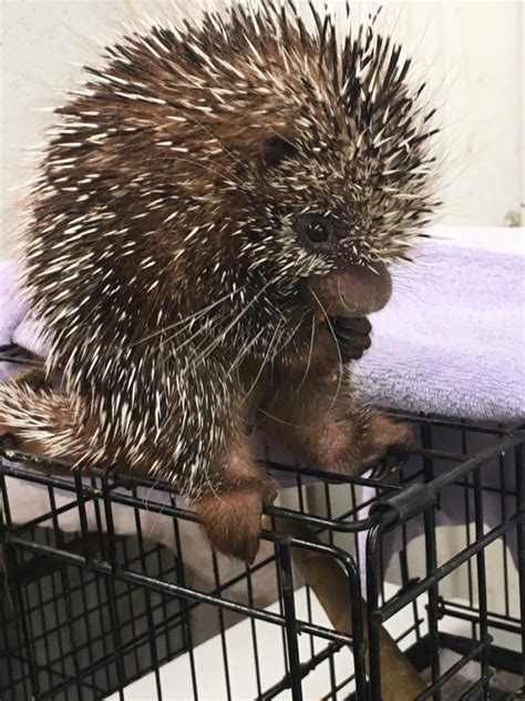 Porcupine - Mandalay Farms | Jupiter, FL | Mandalay Farms | Jupiter, FL