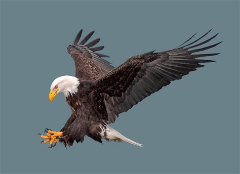Florida vs. Minnesota: Which Has More Bald Eagles Roaming Its Skies ...
