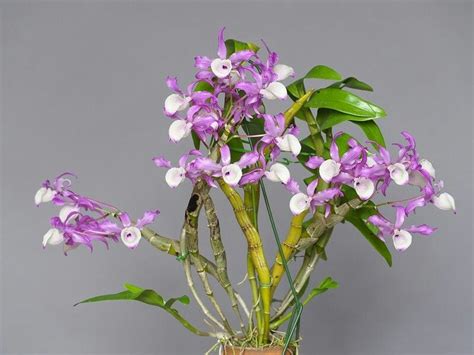 dendrobium tortile
