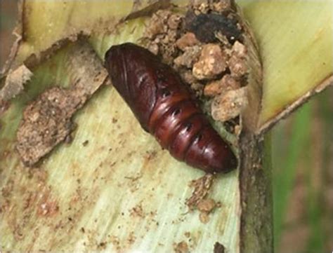TNAU Agritech Portal :: Crop Protection