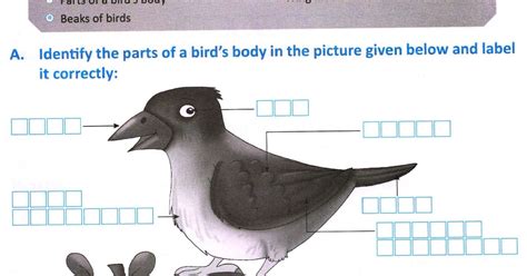 Bird Fly Worksheet 的图像结果