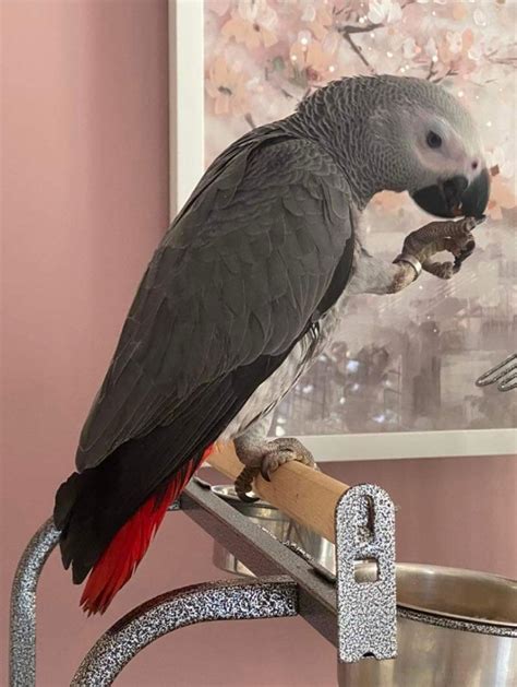 Cassie African Grey Parrot Price - African Grey Parrot