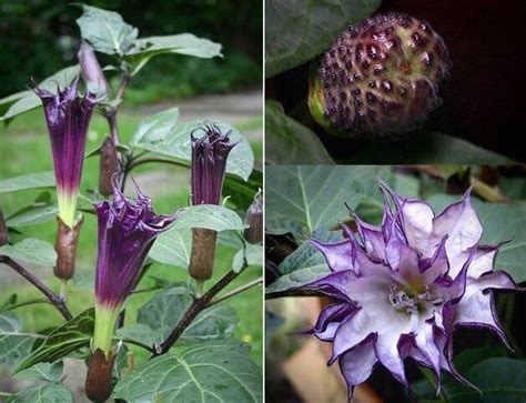 ABEFARIYA Live Black Datura|Kala Dhatura|Thorn apple Medicinal Plant ...