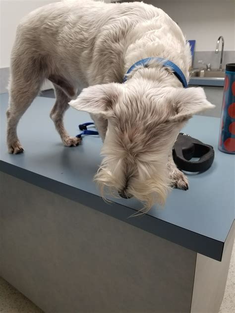 DICKSON ANIMAL CLINIC - Gastonia NC - Hours, Directions, Reviews ...