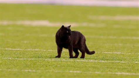 Monday night black cat still on the loose at MetLife Stadium | FOX 5 ...