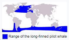 Dolphin boom in Odisha’s Chilika lake