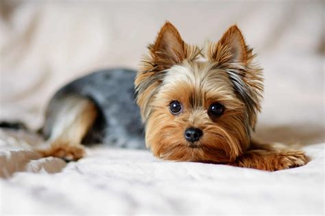 Yorkshire Terrier Progression: Growth Chart, Milestones, and Training ...