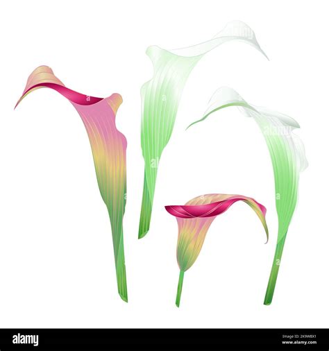 Calla lily white and pink flowers herbaceous perennial ornamental ...