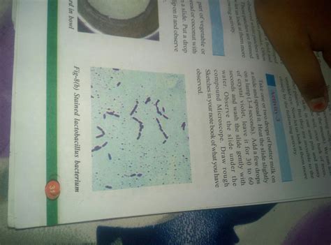 activity observing lactobacillus in curd - Brainly.in