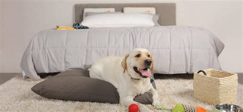 This international dog day, gift your furry love nothing but the best ...