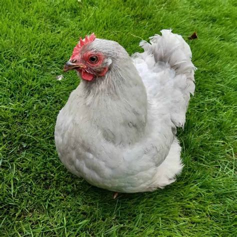 Top 6 Grey Chicken Breeds (with Pictures)