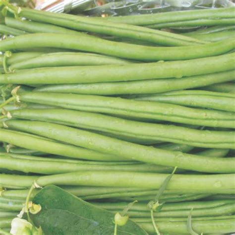 MORALEDA Bean SEMINIS