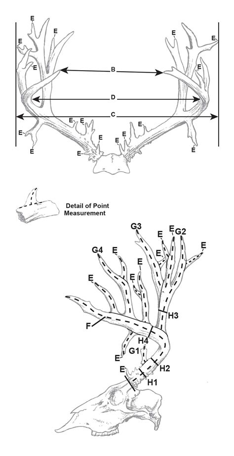 Print Scorechart | Boone and Crockett Club