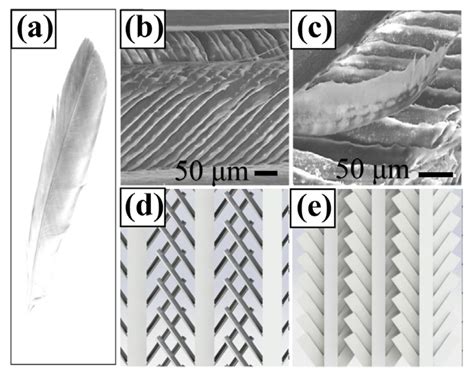 Bionic Hovering Micro-Aerial Vehicle Using Array-Spiracle Wings