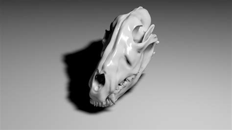 Wolf skull 3D Model $39 - .obj - Free3D