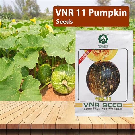 VNR 11 Pumpkin - 50 GM – Agriplex