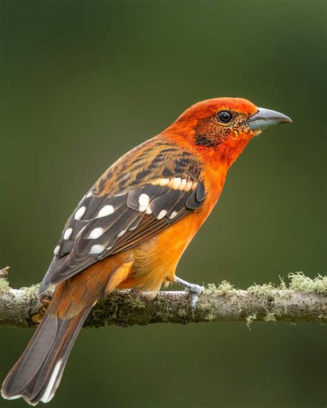 21 Black and Orange Birds (With Pictures)