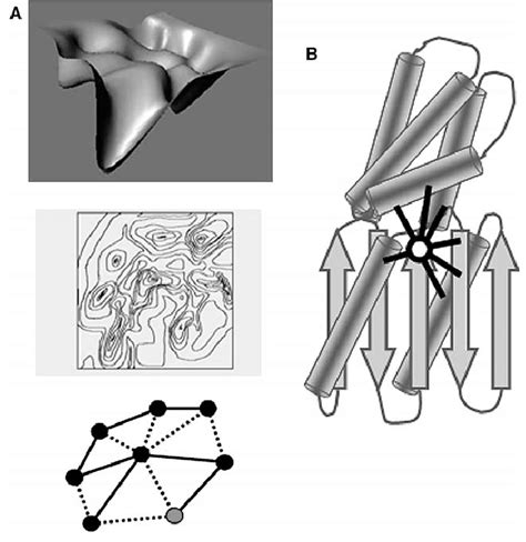 Protein Evolution Landscape 的图像结果