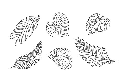 Monoline wektor rysunek egzotyczny liść tropikalny roślina monstera ...