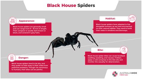 Common House Spider Bites