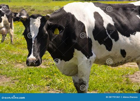 Black and White Cattle Cows Grazing on Farmland. Stock Image - Image of ...