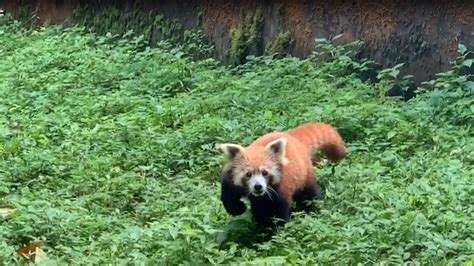 5th Red panda of season born in Padmaja Naidu Himalayan Zoological Park ...