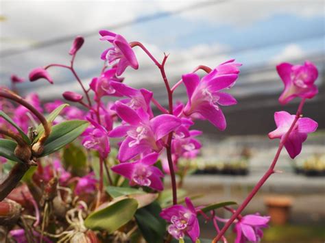 Dendrobium kingianum - Pink Rock Orchid | Royal Botanic Garden Sydney