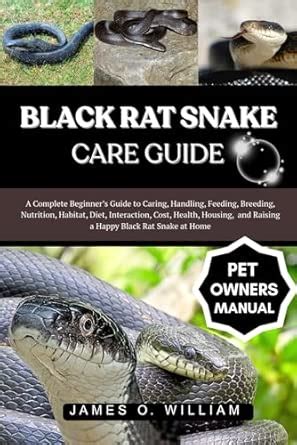 Buy BLACK RAT SNAKE CARE GUIDE: A Complete Beginner’s Guide to Caring ...