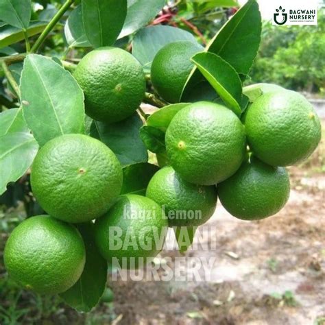 Buy Kagzi Lemon Fruit Tree Online | Citrus Aurantiifolia | Bagwani Nur ...