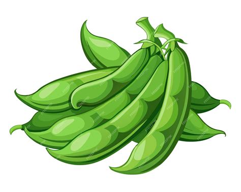Green Beans Clip Art Realistic Vector Illustration of Fresh Green Beans ...