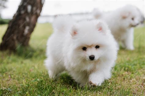 Husky And Pomeranian Mix
