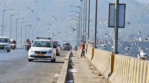 Mumbai: Migratory Seagulls Flock Vasai Creek; Motorists Feeding Them ...