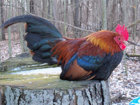 Old English Game For Sale | Chickens | Breed Information | Omlet