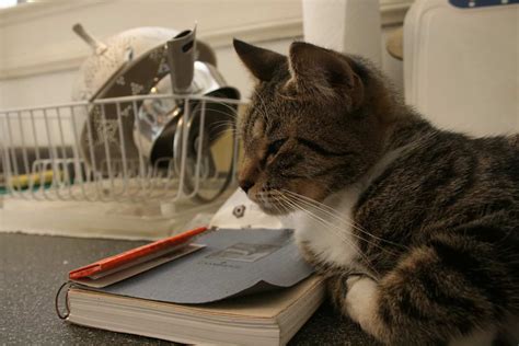 Keeping cats off counters-a strategy that works - Love of a Cat