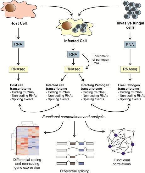 Transcriptomic Crosstalk between Fungal Invasive Pathogens and Their ...