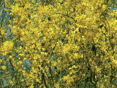 Palo verde | Desert, Blooms, Thorny | Britannica